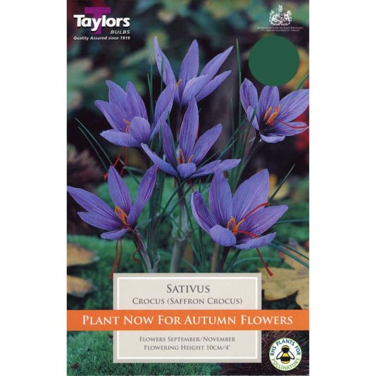 Crocus sativus (Saffron)