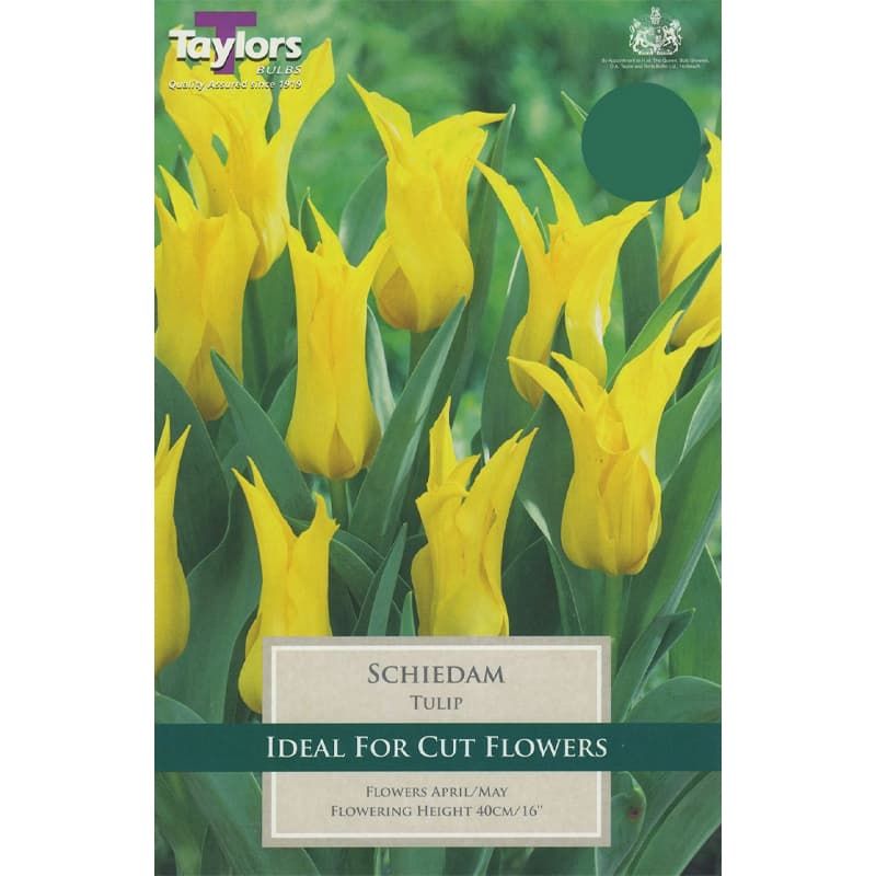 Tulip 'Schiedam'