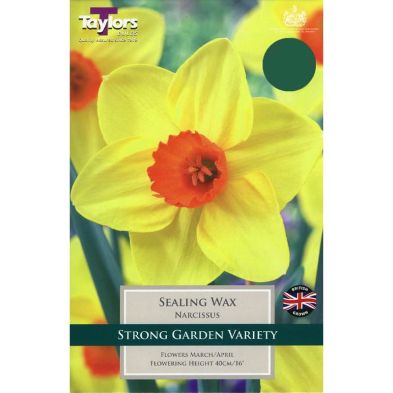 Narcissus 'Sealing Wax'