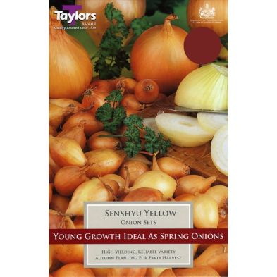 Onion 'Senshyu Yellow'