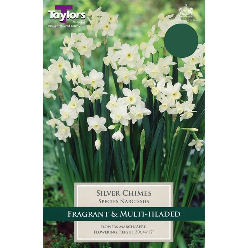 Narcissus triandrus 'Silver Chimes'