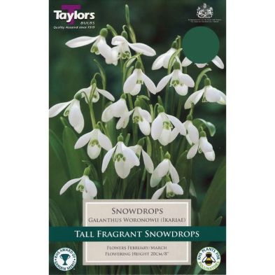 Galanthus woronowii