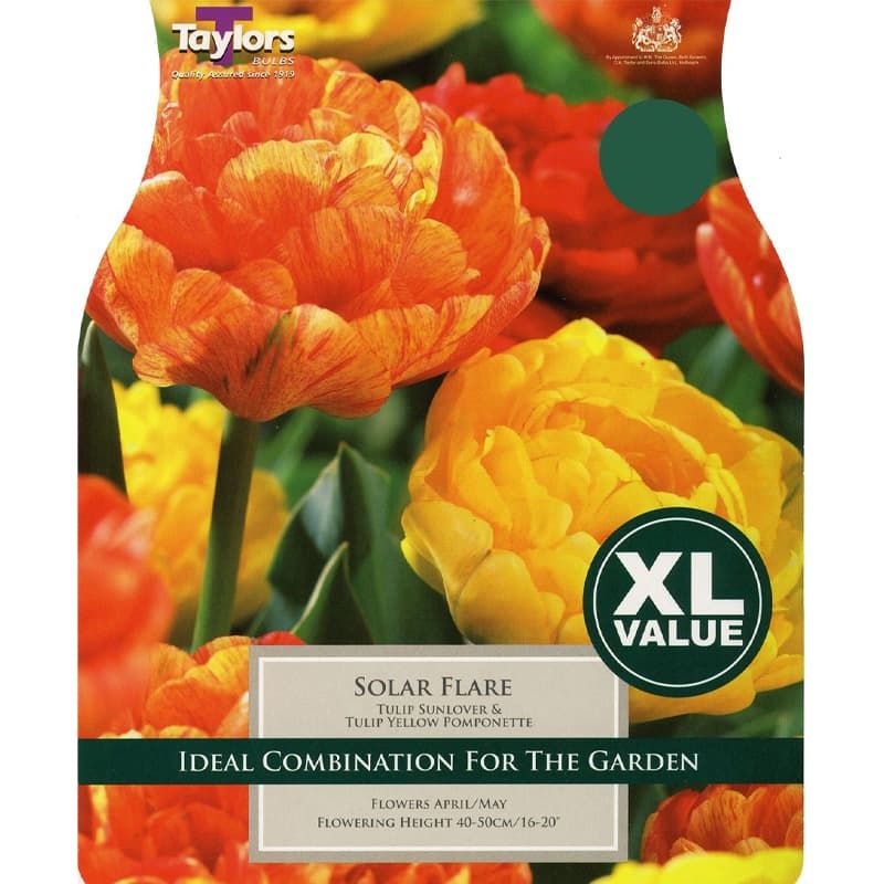 Tulip 'Solar Flare Mix'