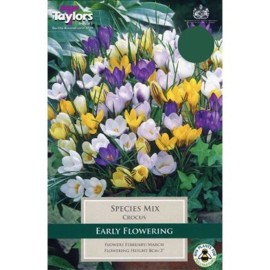 Crocus 'Species Mix'