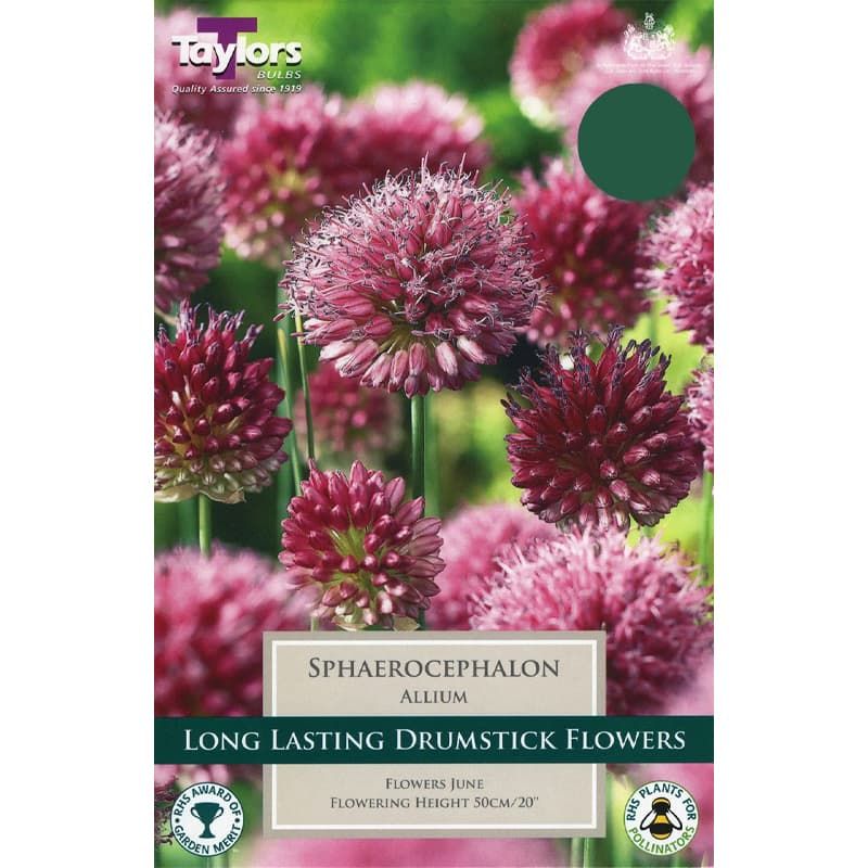 Allium sphaerocephalon