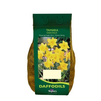 Narcissus 'Tamara' Carry Pack