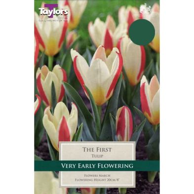 Tulip 'The First' (Kaufmanniana Group)