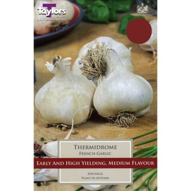 Garlic 'Thermidrome' French