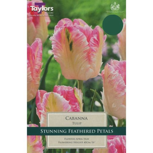 Tulip 'Cabanna'