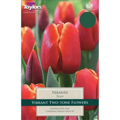 Tulip 'Verandi'