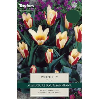 Tulip 'Water Lily' (Kaufmanniana Group)