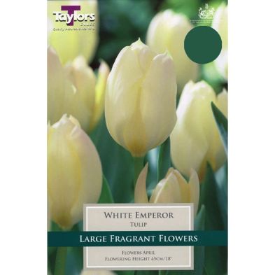 Tulip 'White Emperor'