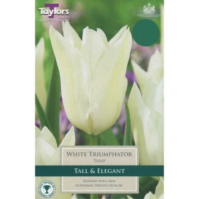 Tulip 'White Triumphator'