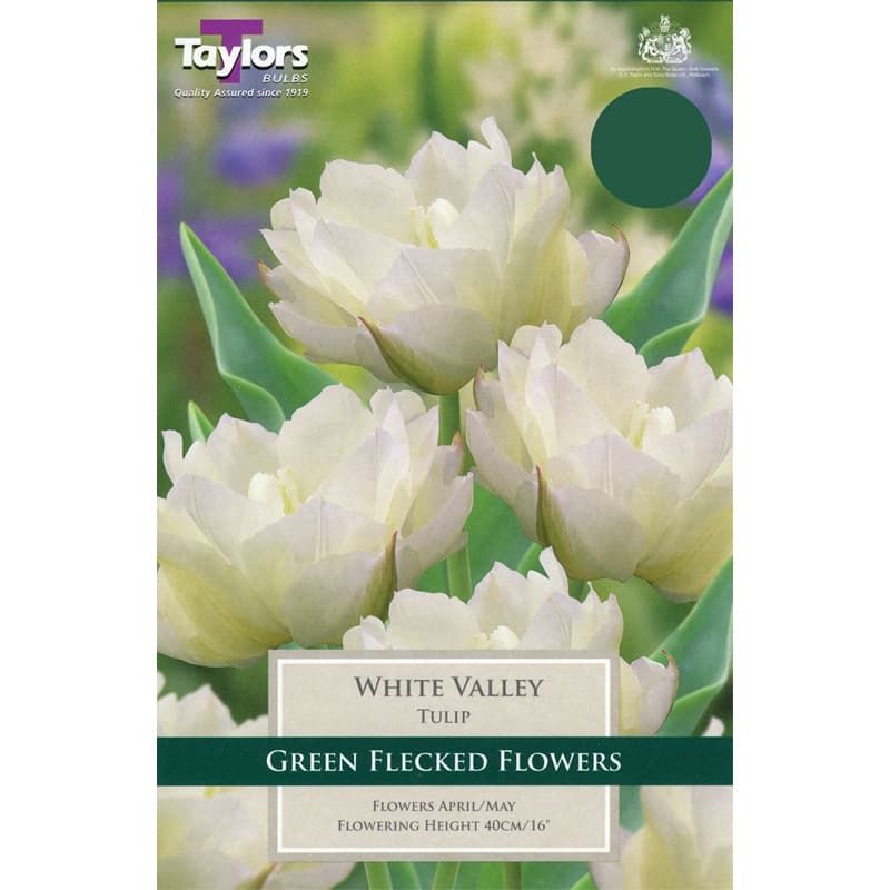 Tulip 'White Valley'