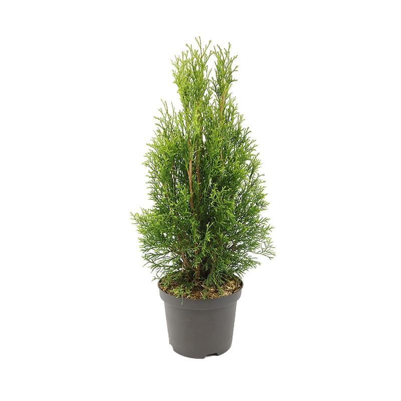 Thuja occidentalis 'Smaragd' 3 Litre