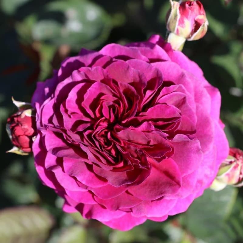 Bush Rose 'Timeless Purple' 4 Litres