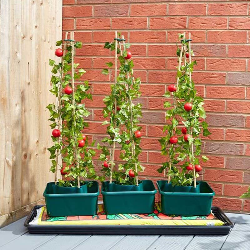 Tomato Gro-Box Triple Pack