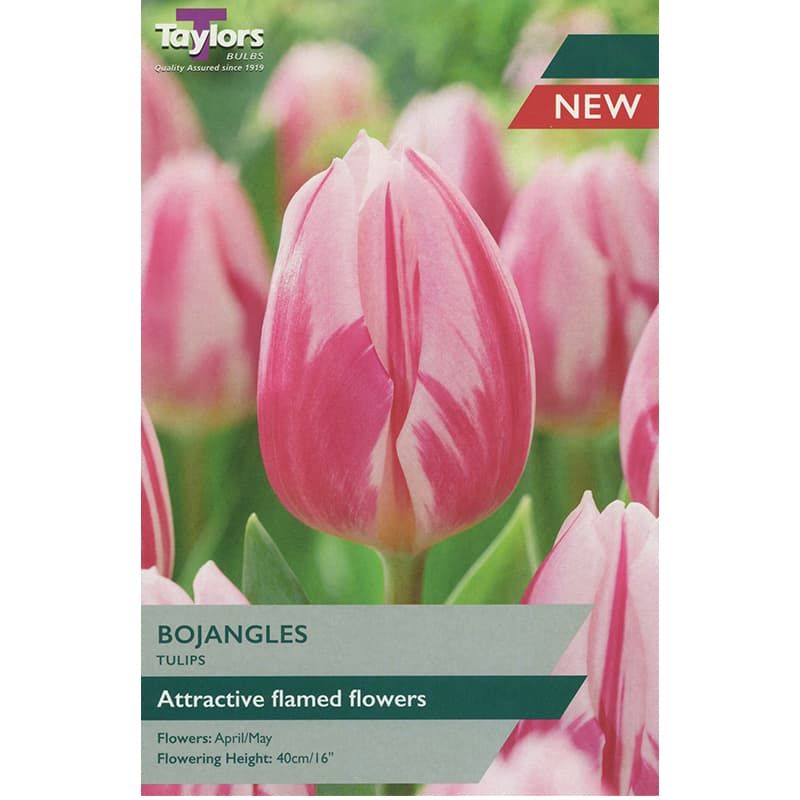 Tulip 'Bojangles'