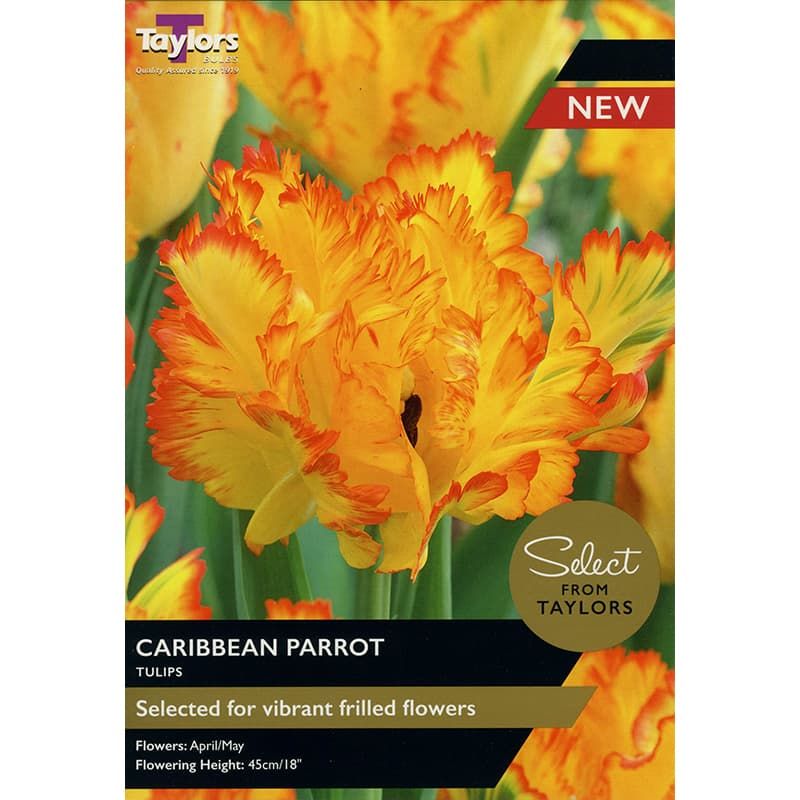 Tulip 'Caribbean Parrot'