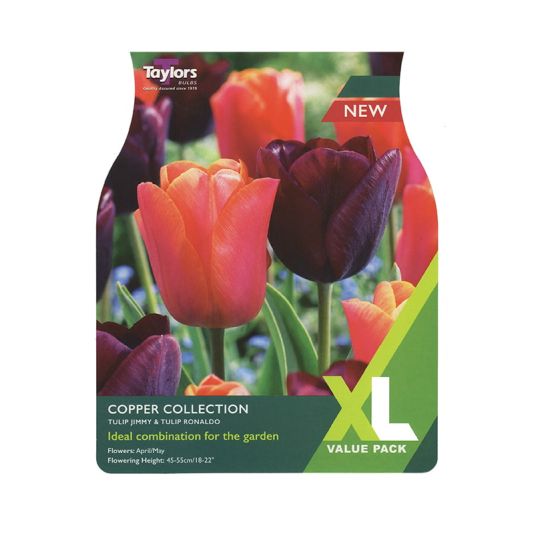 Tulip 'Copper Collection'