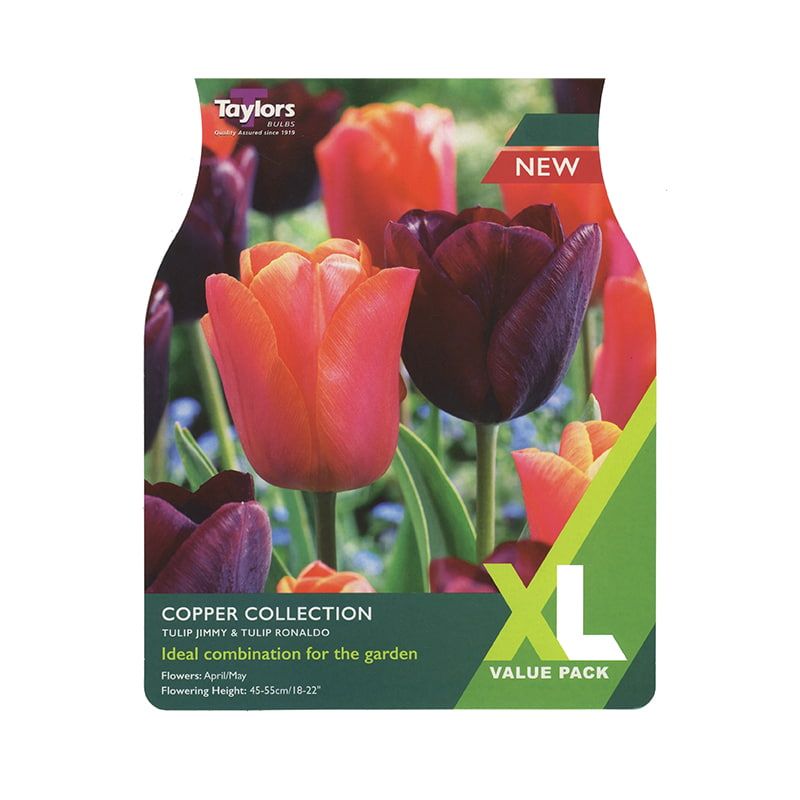 Tulip 'Copper Collection'