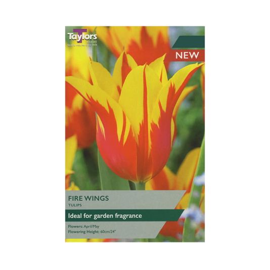 Tulip 'Fire Wings'