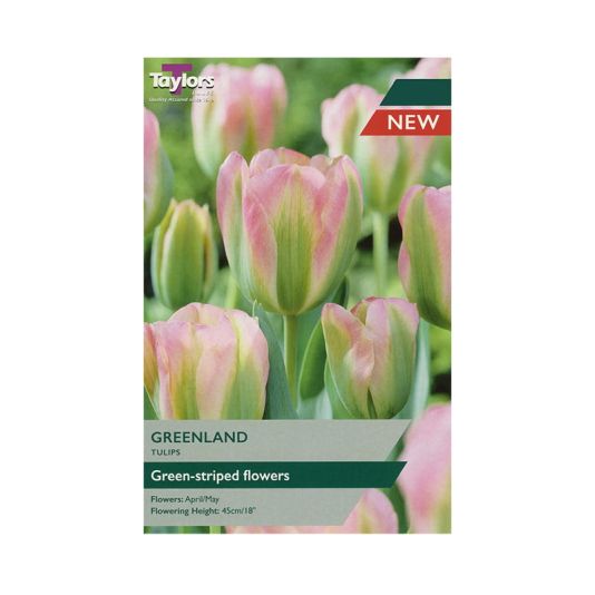 Tulip 'Greenland'