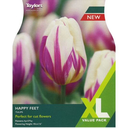 Tulip 'Happy Feet'