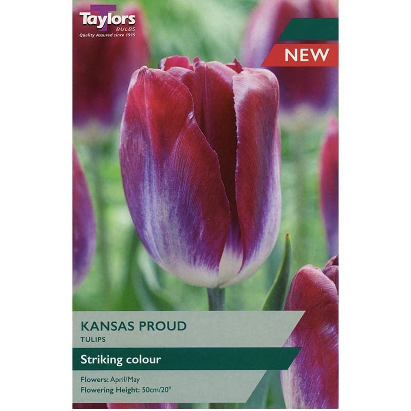 Tulip 'Kansas Proud'