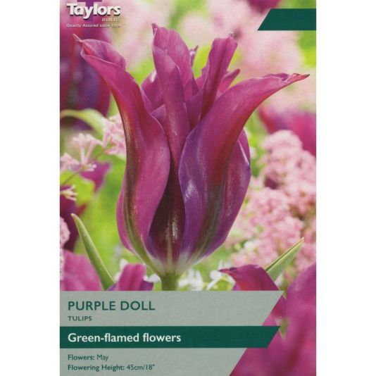 Tulip 'Purple Doll'