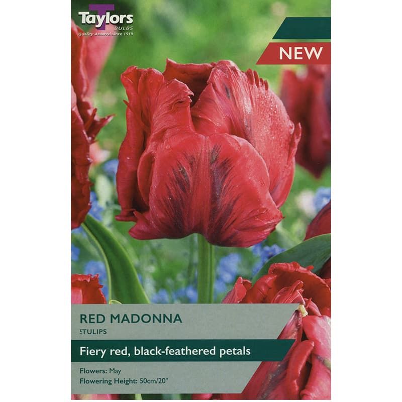 Tulip 'Red Madonna'