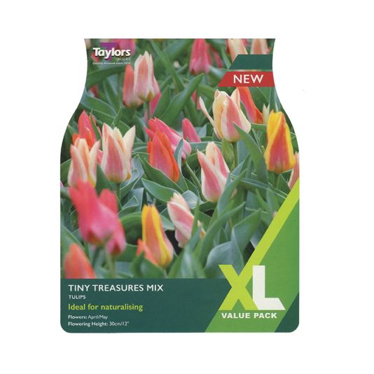 Tulip 'Tiny Treasures Mix'