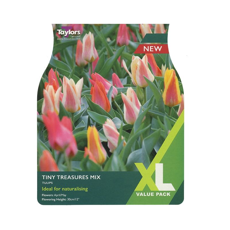 Tulip 'Tiny Treasures Mix'