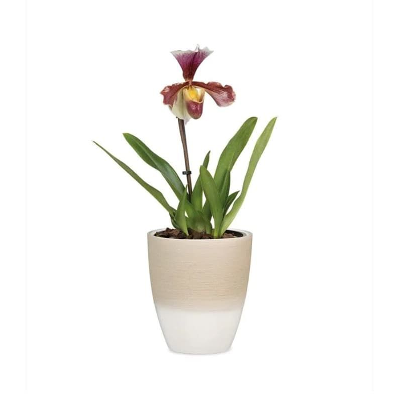 Vanilla Cream Orchid Pot 15cm