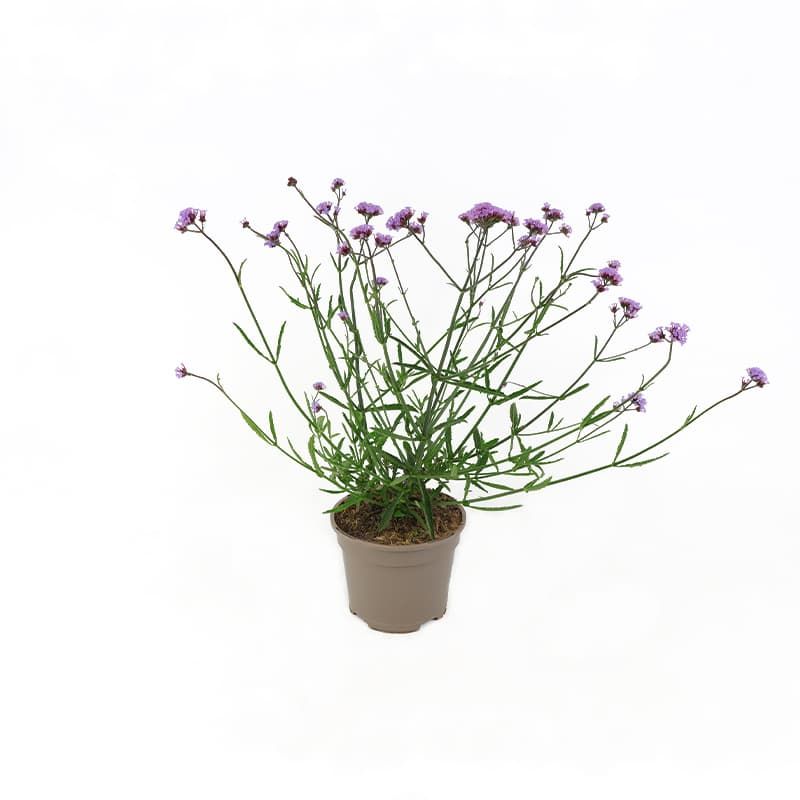 Verbena bonariensis 'Lollipop' 2 Litres