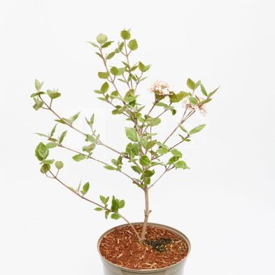 Viburnum carlesii 7.5 Litres