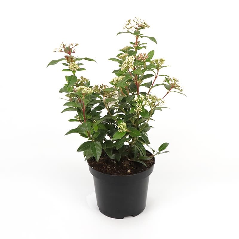 Viburnum tinus 3 Litres