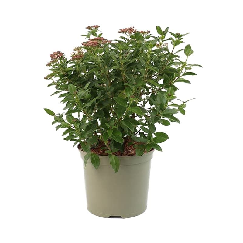 Viburnum tinus 7.5 Litres