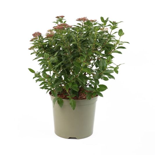 Viburnum tinus 7.5 Litres