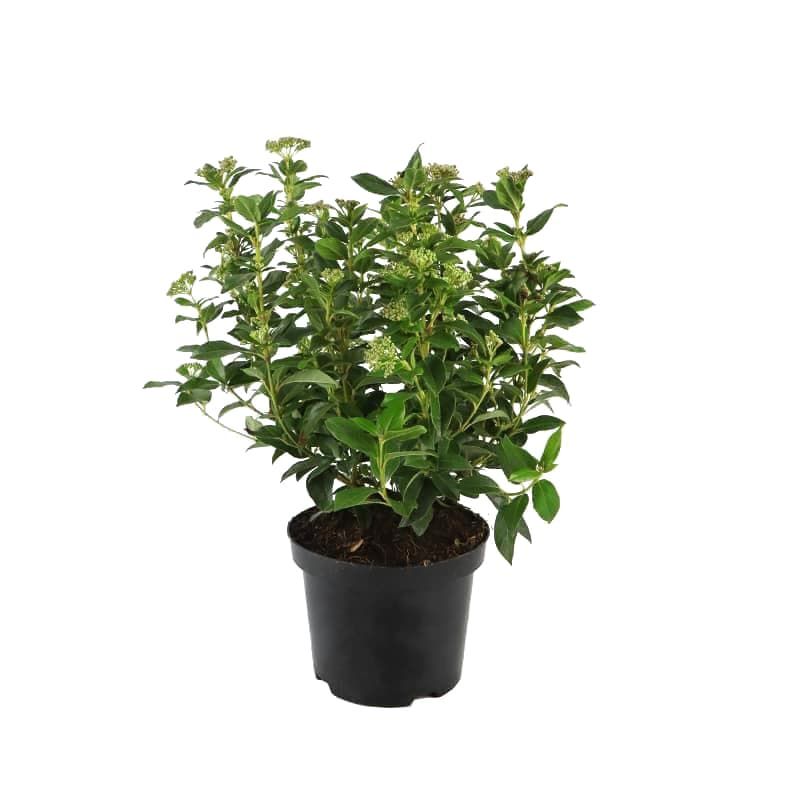 Viburnum tinus 'Eve Price' 3 Litres