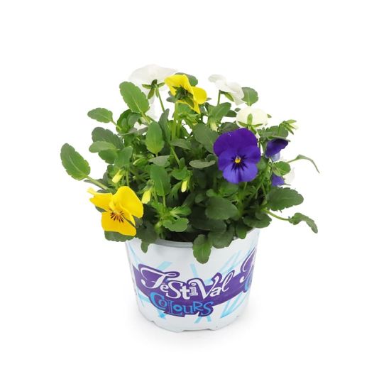 Viola 'Festival Colours' 1 Litre