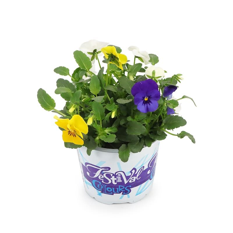 Viola 'Festival Colours' 1 Litre