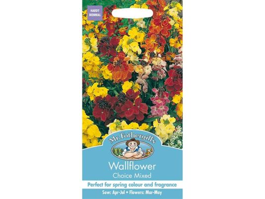 Wallflower 'Choice Mixed' Seeds