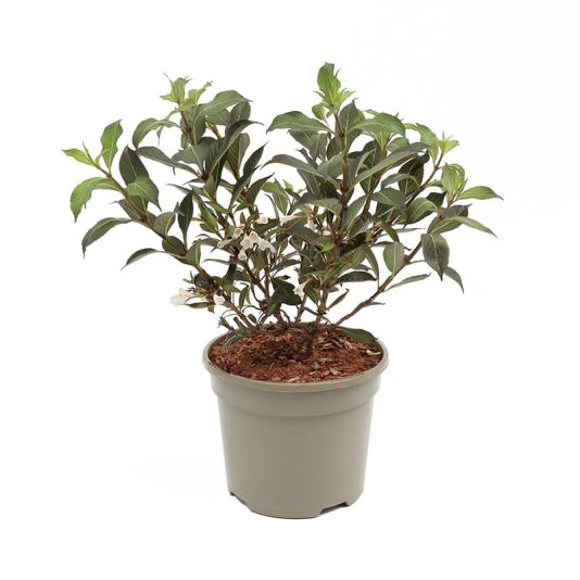 Weigela 'Black & White' 3 Litres