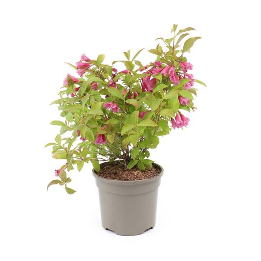 Weigela 'Prism Magic Carpet' 3 Litres