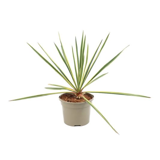 Yucca filamentosa 'Bright Edge' 3 Litres