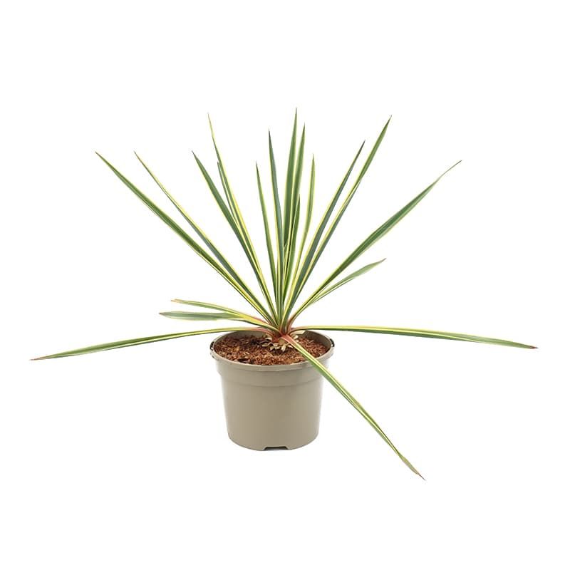 Yucca filamentosa 'Bright Edge' 3 Litres