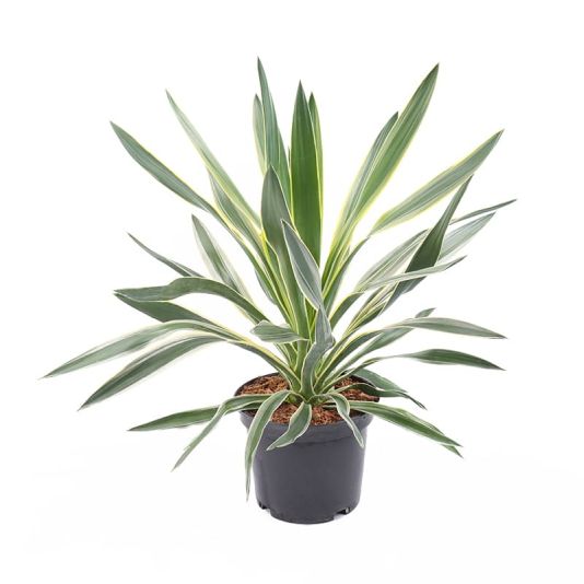 Yucca gloriosa 'Variegata' 3 Litre