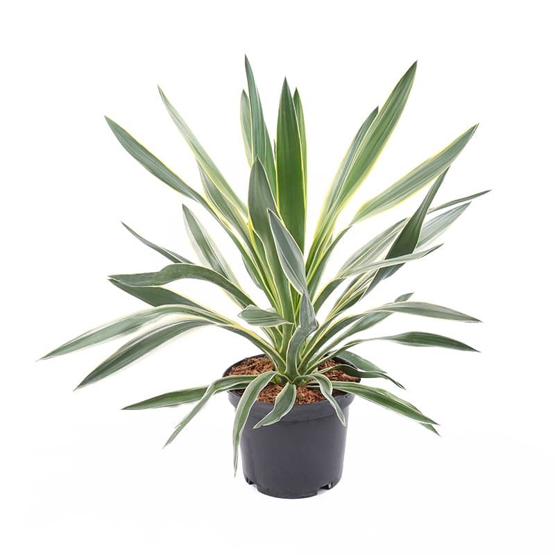 Yucca gloriosa 'Variegata' 3 Litres