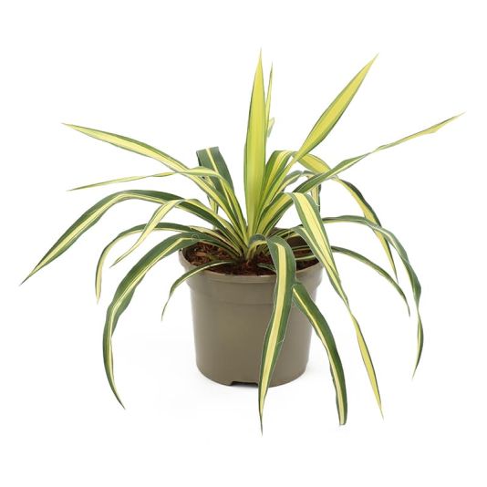 Yucca 'Gold Heart' 3 Litres